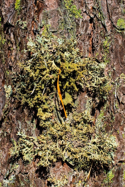 O musgo cresce na casca de uma árvore da floresta A casca está coberta de musgo