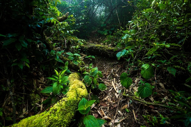 O musgo da floresta tropical de bornéu cobriu ramos de raízes na selva tropical do parque nacional de kubah sarawa