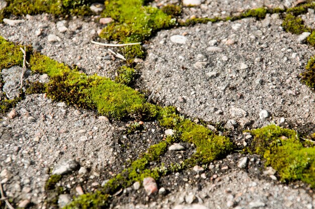 O musgo verde-claro cresce no asfalto velho