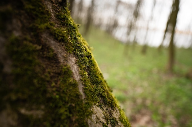 O musgo verde cresce na árvore úmida na floresta