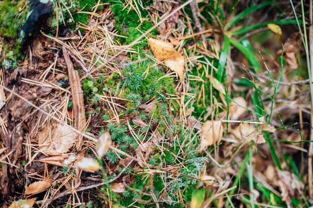 Foto o musgo verde cresce no tronco de uma árvore velha na floresta textura e fundo de relevo