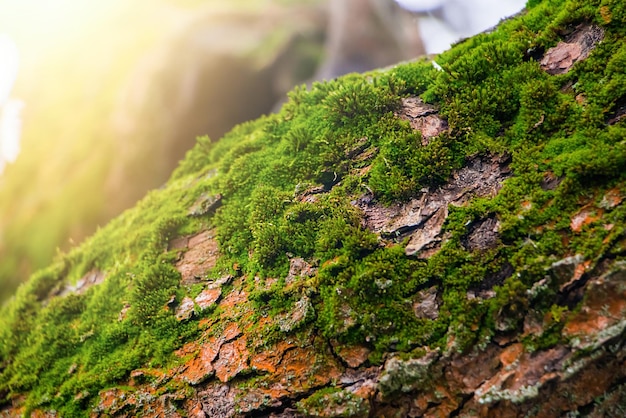 O musgo verde fecha o Macrocosmo das plantas Início da primavera e conceito de jardinagem