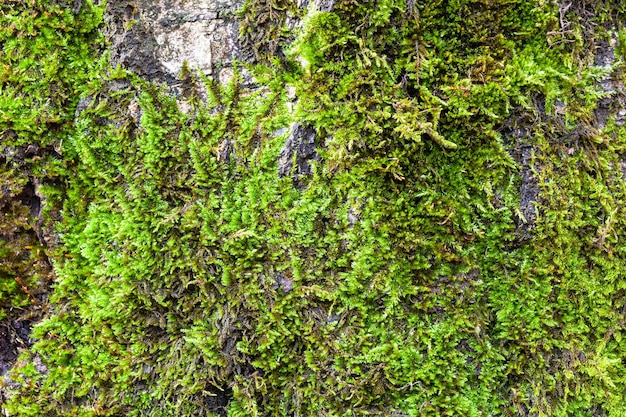 O musgo verde no velho tronco da árvore de vidoeiro fecha