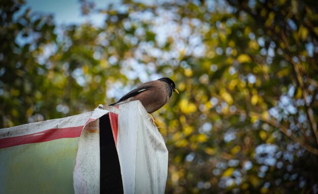 O myna comum é uma ave da família Sturnidae