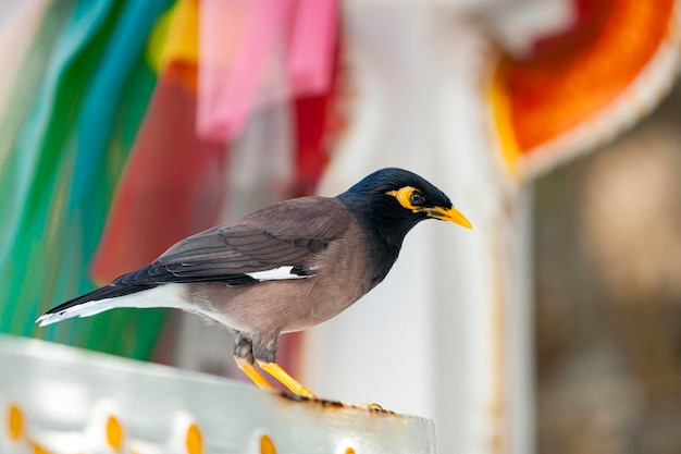 O myna comum ou myna indiano é uma ave da família Sturnidae nativa da Ásia