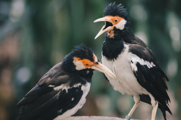 O myna pied ou estorninho pied asiático ou Jalak Suren Gracupica contra pássaro local myna da Indonésia