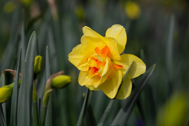 O narciso tahiti amarelo duplo floresce no jardim