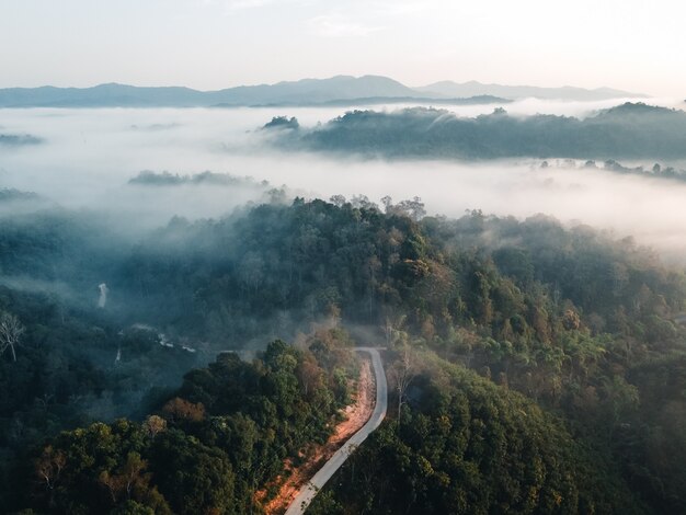 O nascer do sol e a névoa na floresta