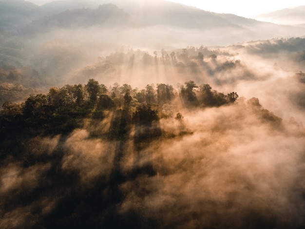 O nascer do sol e a névoa na floresta