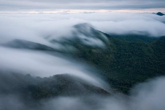 O nevoeiro cobriu a floresta de manhã em khun yuam, tailândia