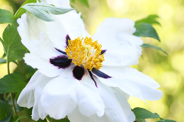 O núcleo de uma peônia aberta em forma de árvore, flor fresca perfumada da primavera