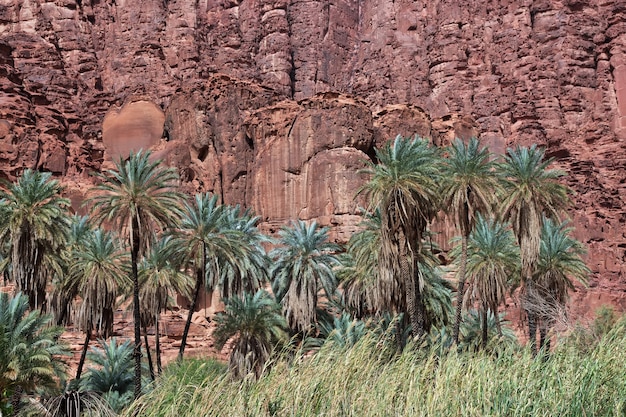 O Oásis no desfiladeiro Wadi Disah Al Shaq, Arábia Saudita