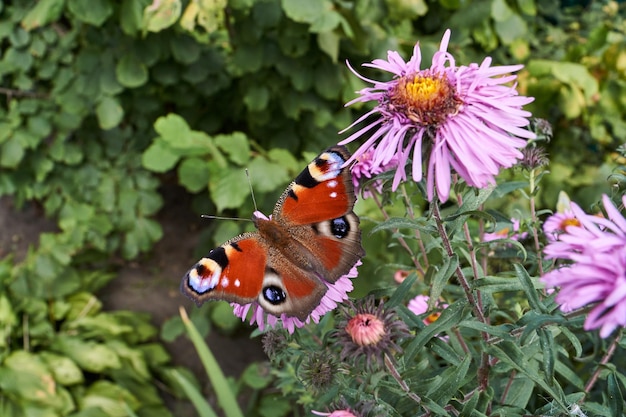 O olho-de-pavão-borboleta (lat. Aglais io) coleta o néctar das flores.