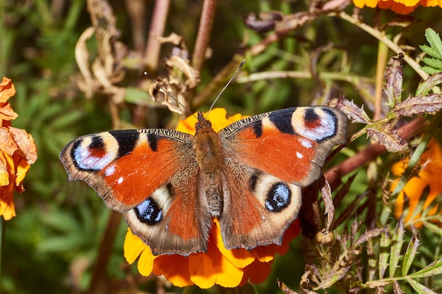 O olho-de-pavão-borboleta (lat. Aglais io) coleta o néctar das flores.