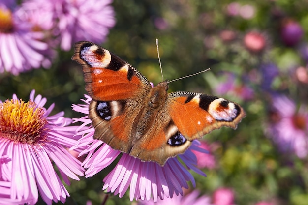 O olho-de-pavão-borboleta (lat. Aglais io) coleta o néctar das flores.