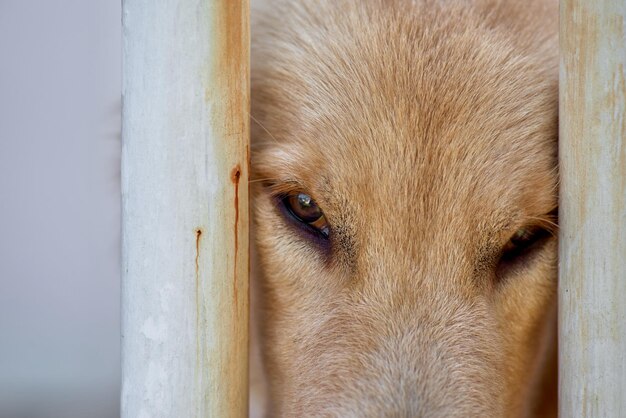 O olho de um cachorro é marrom