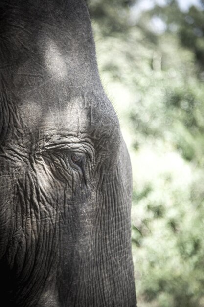 O olho de um elefante é mostrado com o sol brilhando sobre ele.