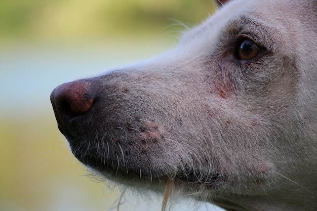 O olho do cão e do rosto se sentindo azul ninguém lá sozinho do animal no parque