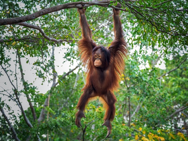 Foto o orangotango está brincando na árvore.