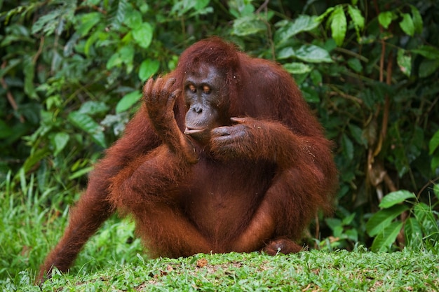 O orangotango está sentado na grama. Indonésia. A ilha de Kalimantan (Bornéu).