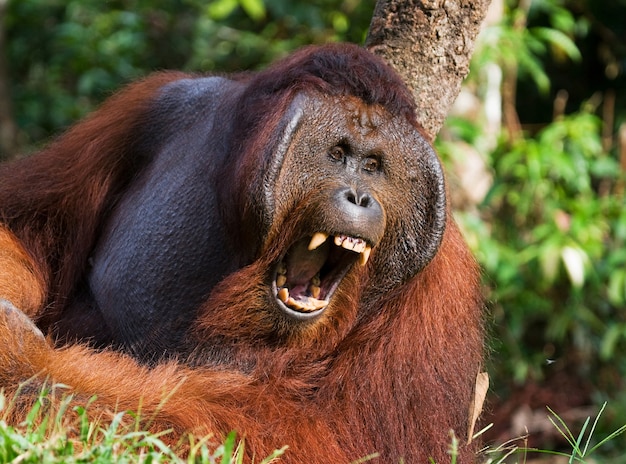 O orangotango macho dominante está bocejando. Indonésia. A ilha de Kalimantan (Bornéu).