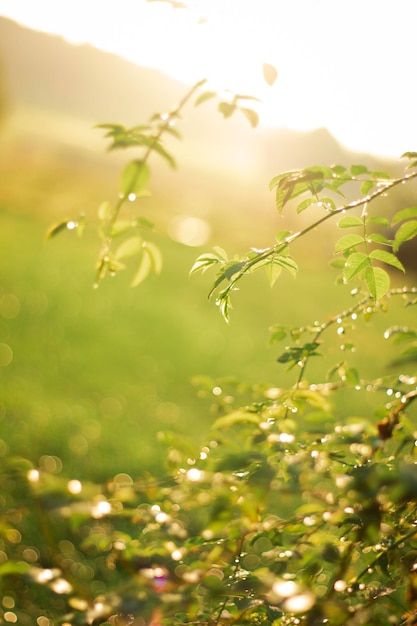 O orvalho da manhã brilha em uma folha verde Brilho do sol ao ar livre lindo bokeh redondo Imagem artística incrível de pureza da natureza