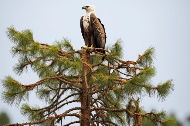 O Osprey Sentinela Aéreo em um pinheiro alto ao lado de um lago remoto