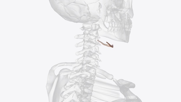 Foto o osso hioide é um intermediário entre o crânio e o esqueleto pós-craniano