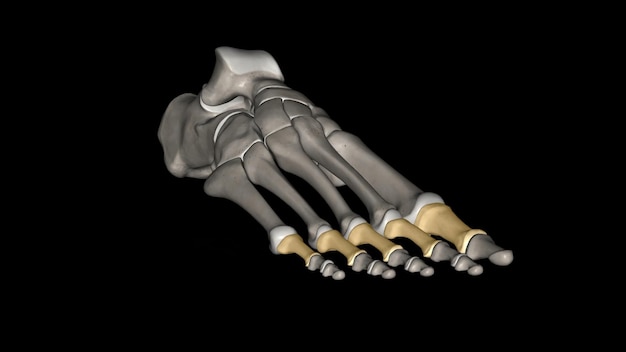 o osso proximal ou primeiro dos dedos ao contar da mão até a ponta do dedo