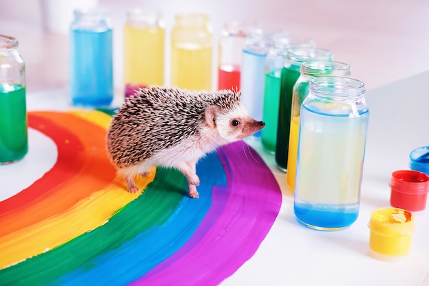 Foto o ouriço de сute corre em torno do arco-íris. pequeno animal de estimação. cor brilhante. dia do orgulho. bandeira lgbtq orgulho gay.