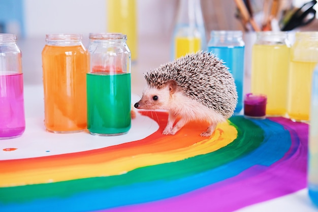 Foto o ouriço de сute corre em torno do arco-íris. pequeno animal de estimação. cor brilhante. dia do orgulho. bandeira lgbtq orgulho gay.