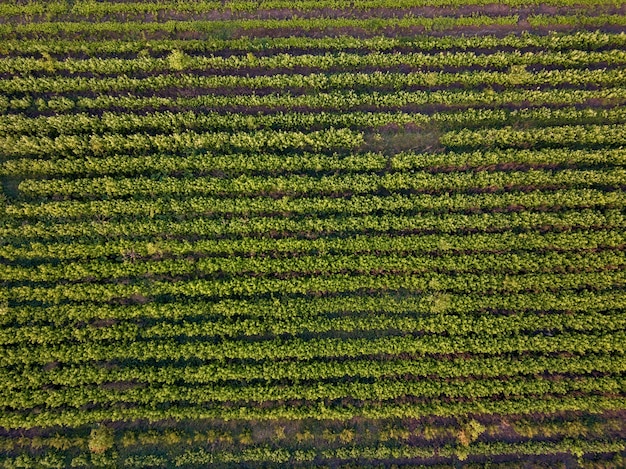 O padrão das faixas de solo de Fileiras com mudas germinadas na primavera é disparado de cima por zangões