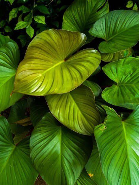 Foto o padrão de fundo de folha verde parece fresco e natural