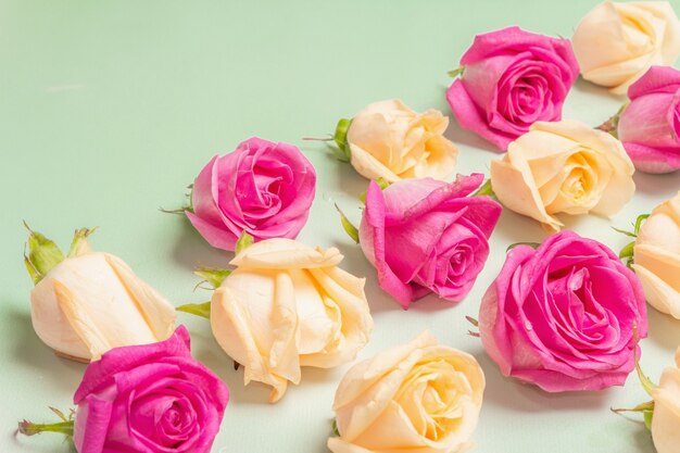 O padrão de rosas frescas multicoloridas sobre um fundo verde claro. O conceito festivo para casamentos, aniversários, dia 8 de março, dia das mães ou dos namorados. Cartão de felicitações, versão plana