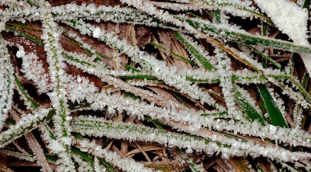 Foto o país das maravilhas do inverno, a geada matinal na relva.