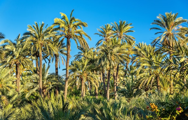 O palmeral de elche