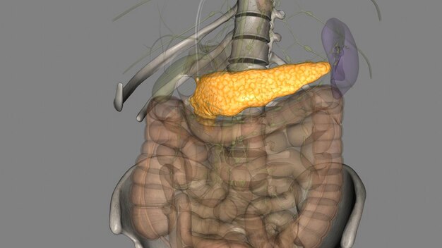 Foto o pâncreas é um órgão localizado no abdômen