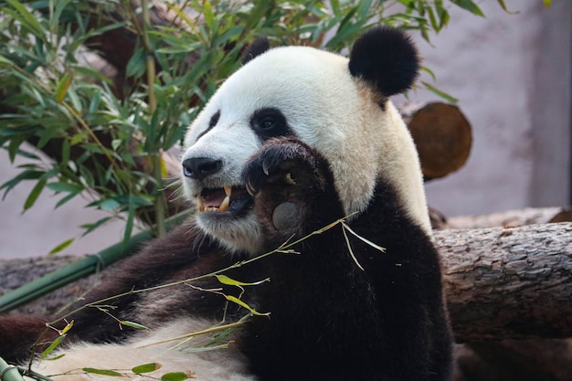 O panda gigante preto e branco mordisca o bambu.