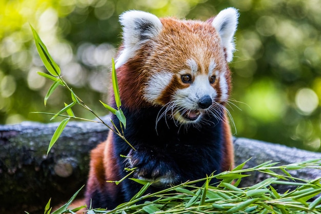 Foto o panda vermelho a comer bambu.