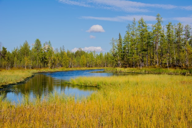 O pântano na floresta. Yamal