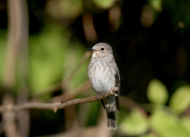 O papa-moscas-malhado (muscicapa striata) filmado em close-up na luz suave da manhã. senta-se em um galho