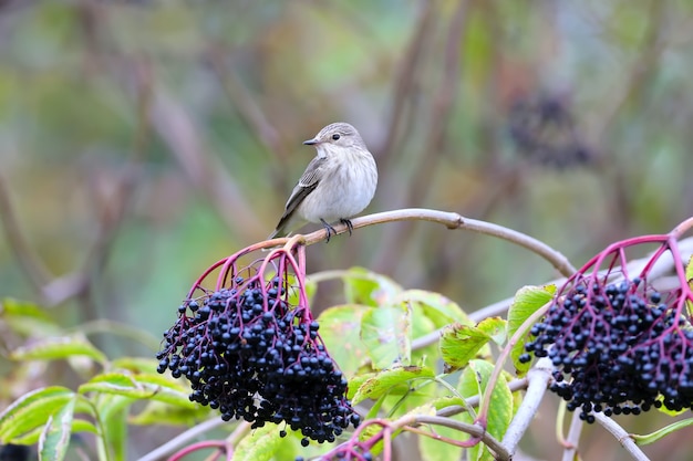 O papa-moscas-malhado (Muscicapa striata) na plumagem de inverno foi baleado com um grande papa-moscas em um galho com sabugueiro-preto