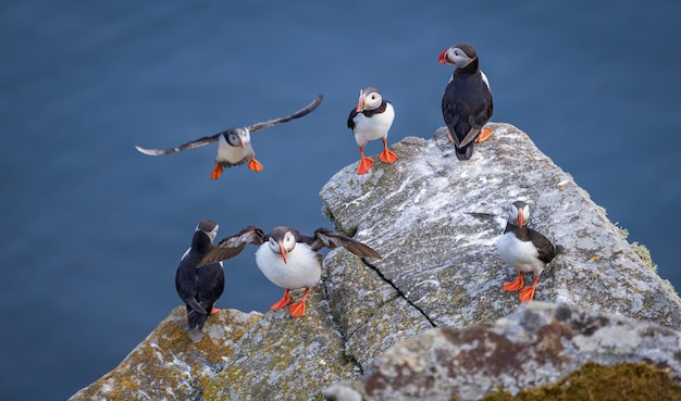 O papagaio do Atlântico Fratercula arctica na rocha da ilha de Runde, na Noruega, é o único papagaio nativo do Oceano Atlântico