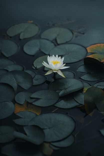 o papel de parede móvel de Uma linda flor de lótus branca em um lago cheio de folhas de lótus