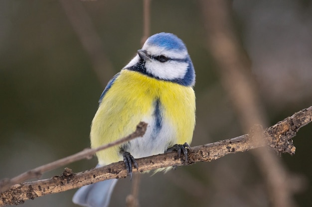 O Parque das Aves no Inverno