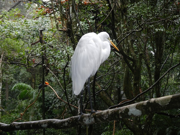 O parque de pássaros em iguaçu, brasil