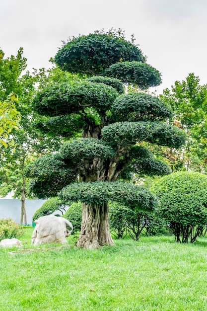 O parque é verde, madeiras e grama