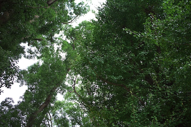 O parque no centro de Tóquio Japão