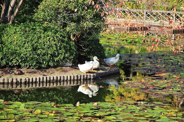 O parque no Templo Ryoanji Kyoto Japão