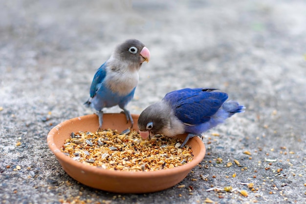 Foto o passarinho apaixonado está comendo